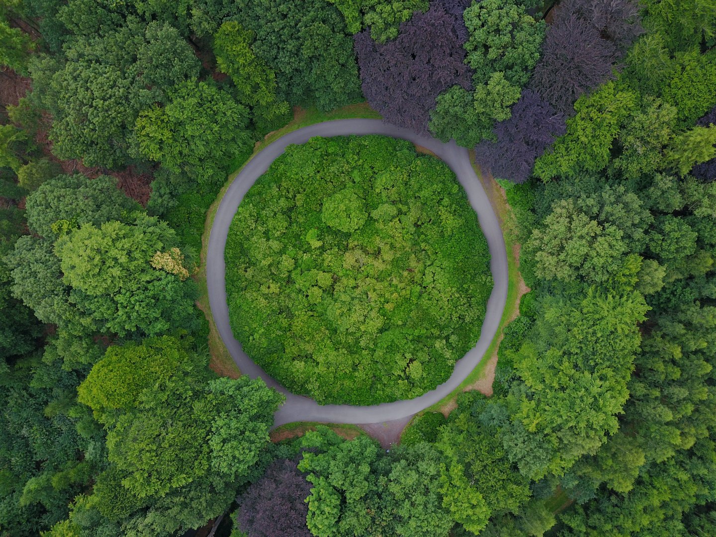 Bilde av en grønn skog i fugleperspektiv